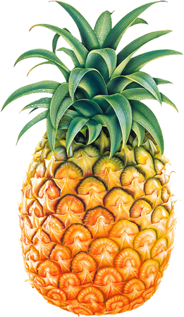 Pineapple Eleuthera Islands of The Bahamas Caribbean Vector Graphic Image Branding The Bahamian Studio Graphic Design Flyers Logos Printing Marketing Nassau Bahamas